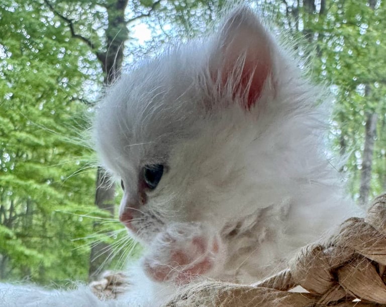 Close-up of a fluffy white cat with pink ears looking downward near a wooden log, with green forest background