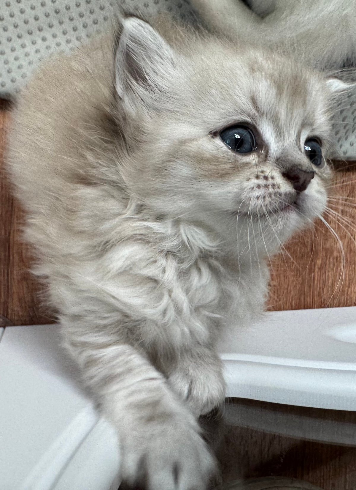 Fluffy white kitten with blue eyes looking up at camera on wooden surface