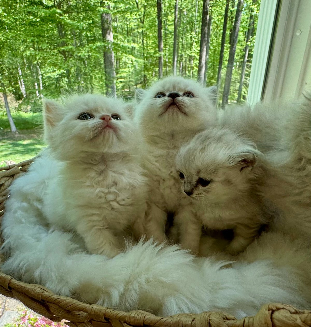 Three fluffy white Persian kittens sitting together on a wooden surface with a forest and window visible in the background