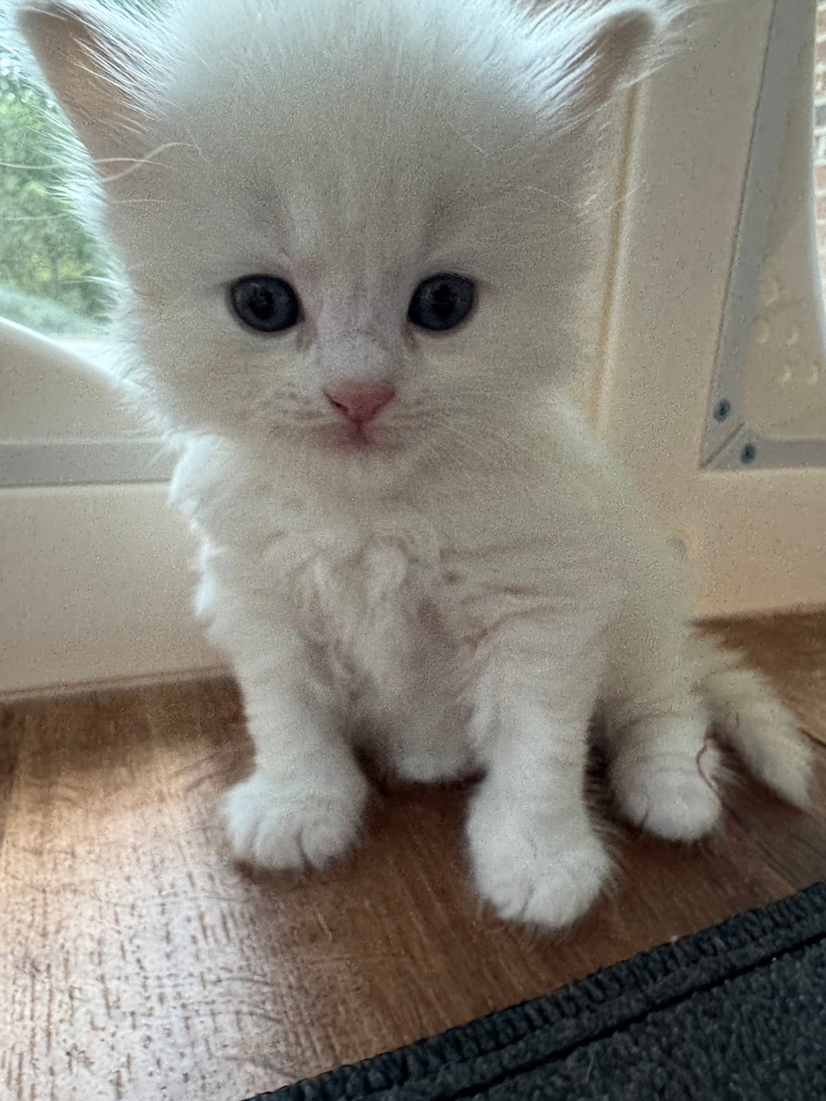 A fluffy white kitten with blue eyes sitting on a wooden floor, looking directly at the camera