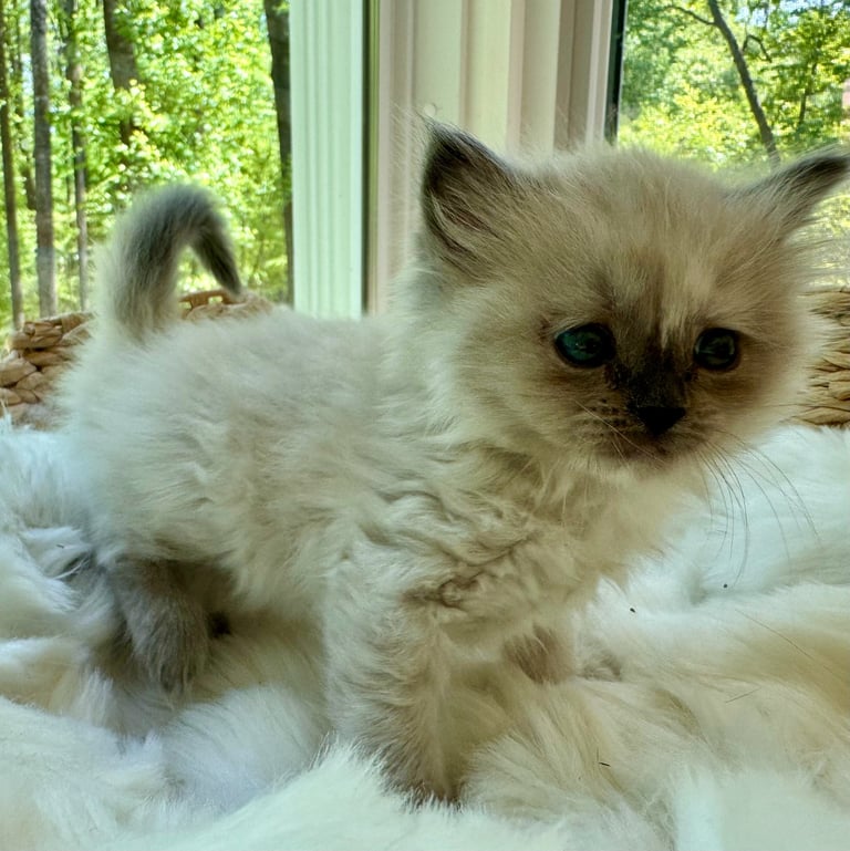 Fluffy cream and brown kitten with dark face markings sitting on white surface by window with trees visible outside