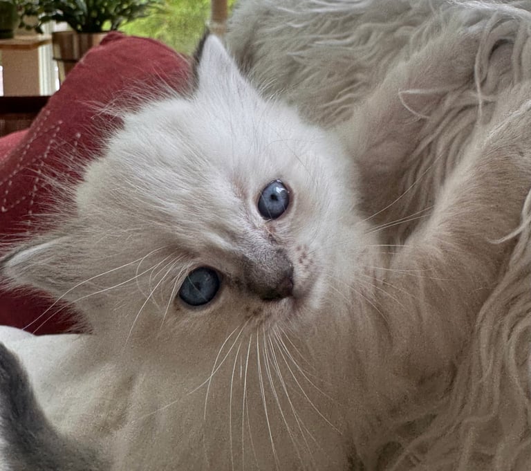White fluffy cat with blue eyes lying on a burgundy cushion, looking up at the camera