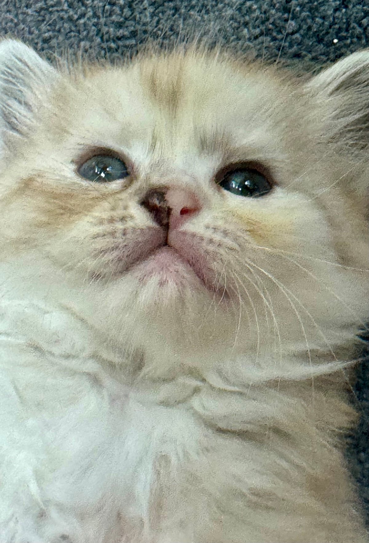 Close-up of a fluffy white cat with blue eyes and pink nose looking directly at camera