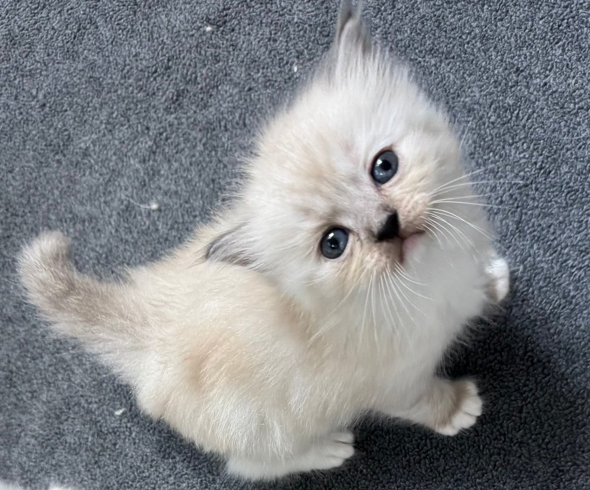 Fluffy white cat looking up at camera while lying on gray textured carpet