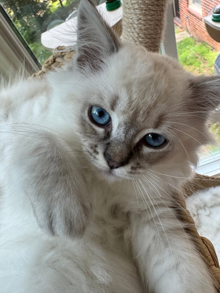Close-up of a white and gray long-haired cat with striking blue eyes looking at the camera near a window