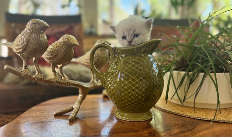 Cat figurine peeking out of a brass textured pitcher