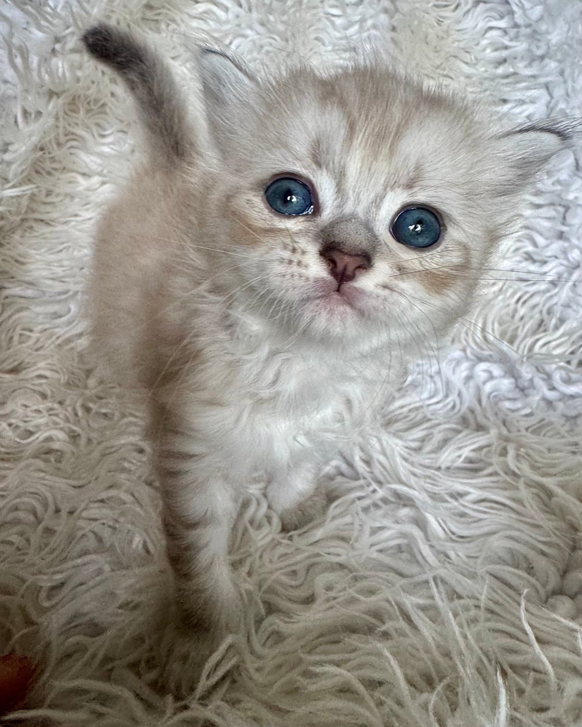 White fluffy kitten with blue eyes sitting on a textured cream-colored blanket