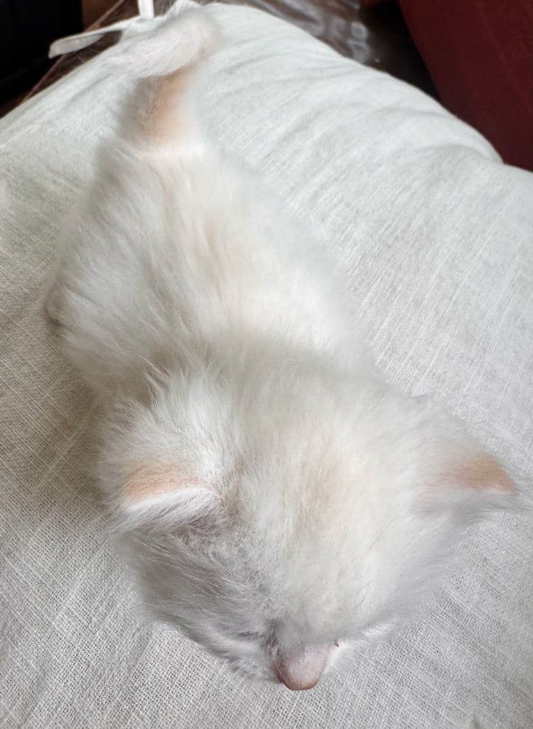 White fluffy cat sleeping on a light linen fabric, head resting peacefully