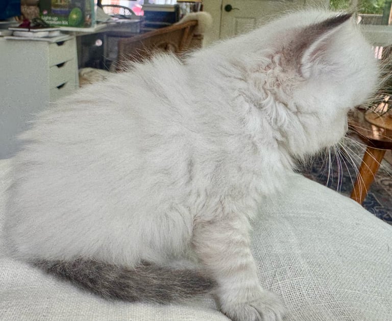 Long-haired white and gray kitten sitting on a cushion indoors, looking to the side