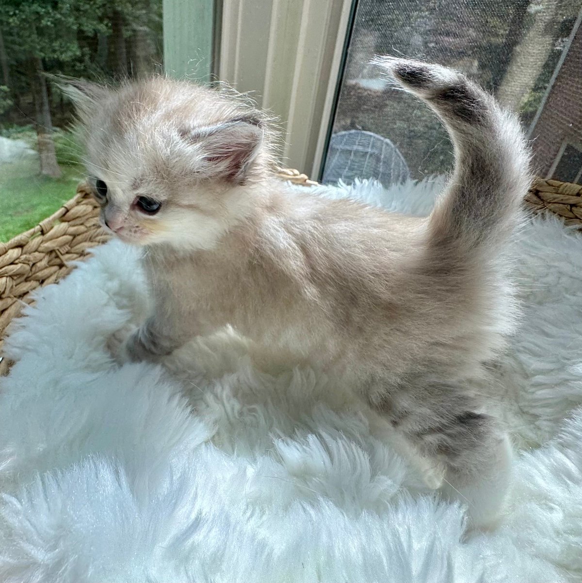 Fluffy white and gray kitten with raised tail sitting on a white carpet indoors